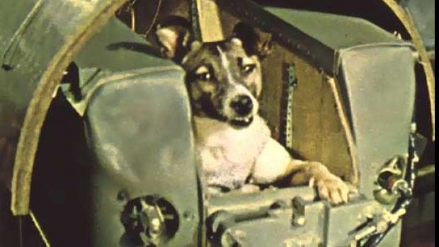 De ce a murit, de fapt, Laika, primul câine care a zburat în spaţiu