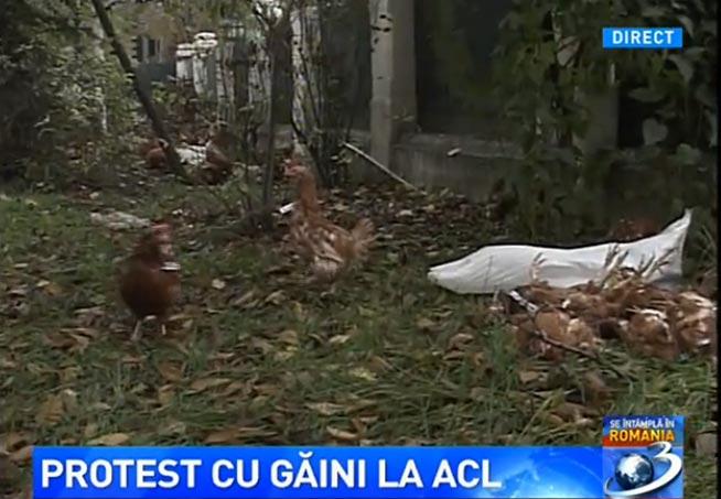 Atac cu găini la sediul lui Iohannis (VIDEO)