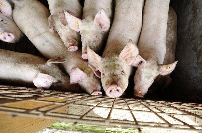 Crescătorii de porci, în pragul falimentului de Crăciun. Invazia de carne ieftină provenită din UE, i-a făcut pe fermierii să vândă porcii în pierdere