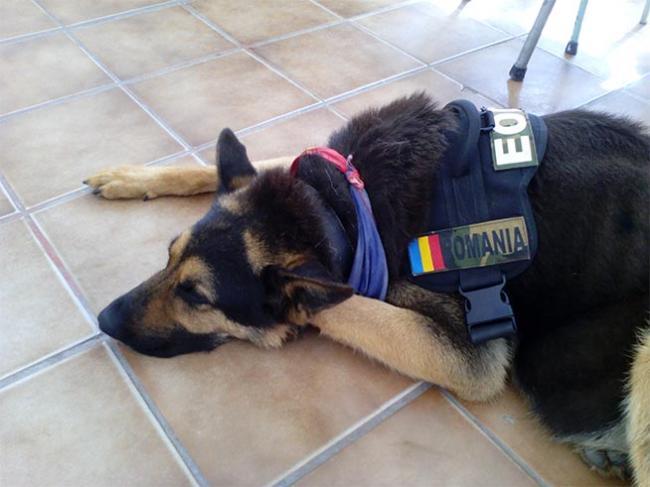 Petiţie pentru Max, câinele erou al Armatei Române. Semnează şi tu