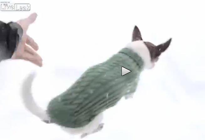 Si-au batut joc de el... Un Chihuahua TREBUIE sa stea in casa cand ninge! (VIDEO)