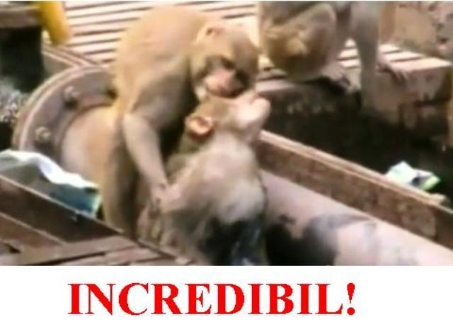 VIDEO IN-CRE-DI-BIL! O maimuţă încearcă disperată să-şi resusciteze partenera electrocutată. Şi REUŞEŞTE!
