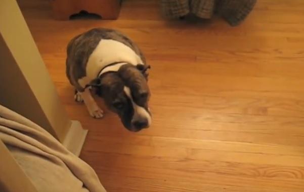 Reacţia ADORABILĂ a unui câine atunci când stăpânul îl ceartă că a distrus bradul de Crăciun (VIDEO)