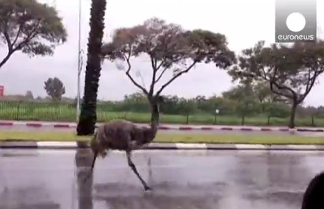 INCREDIBIL! ROAD-RUNNER, alergand pe langa masini pe o sosea din Israel (VIDEO)