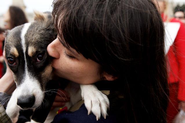 Câinii fără stăpân din București: Peste 51.000 de câini fără stăpân au fost strânşi de pe străzi iar 23.000 au fost adoptați