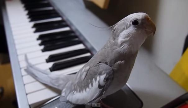 (VIDEO) E UIMITOR ce poate să facă o pasăre atât de mică. Material de X-FACTOR!