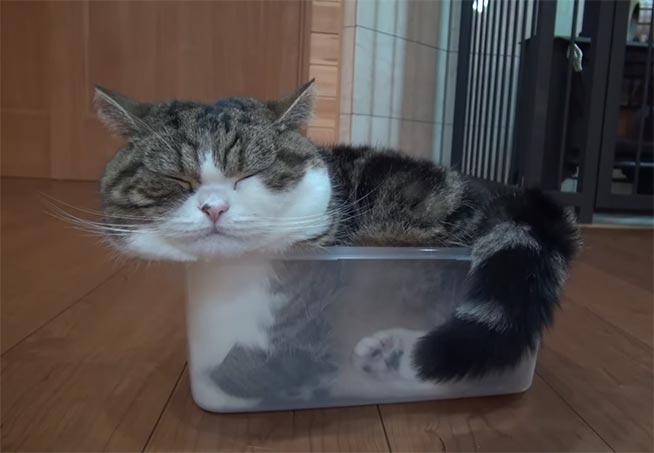 De ce iubesc pisicile cutiile? (VIDEO)