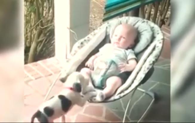 Un bebelus si un catelus, SUPERBA poveste de DRAGOSTE (VIDEO)