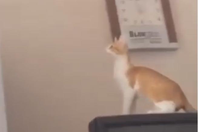 EPIC FAIL! Nici chiar o pisica nu cade totdeauna in picioare (VIDEO)