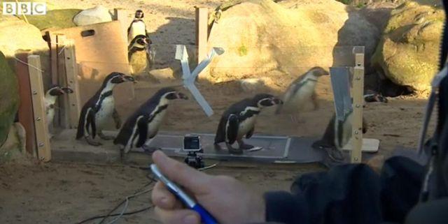 EXPERIMENT INEDIT la Londra. De ce au pinguinii mersul legănat? Concluziile cercetătorilor (VIDEO)