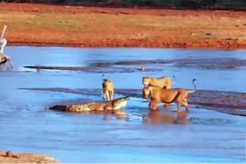 Încăierare între trei lei și un crocodil uluitor de inteligent (VIDEO)