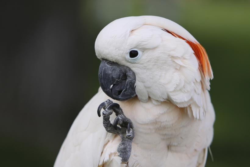 Cum reacționează un papagal când află că trebuie să meargă la veterinar (VIDEO)