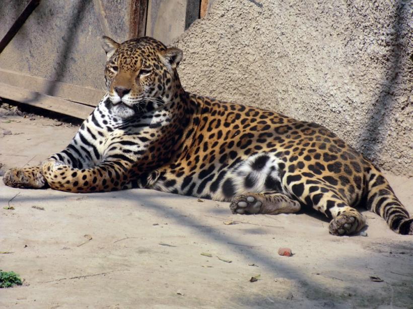 Ce face un jaguar dintr-o grădină zoologică este uimitor (VIDEO)