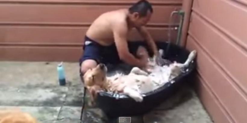 Răsfăţ canin. Cum îşi îmbăiază un bărbat câinii (VIDEO)