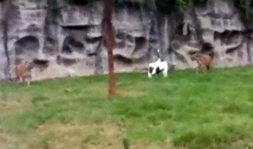 Ce se întâmplă când o barză aterizează în țarcul tigrilor. Finalul este NEAȘTEPTAT (VIDEO)