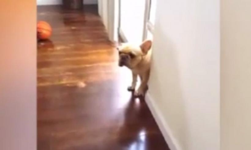 Cum reacționează un bulldog francez după ce a făcut o boacănă (VIDEO)