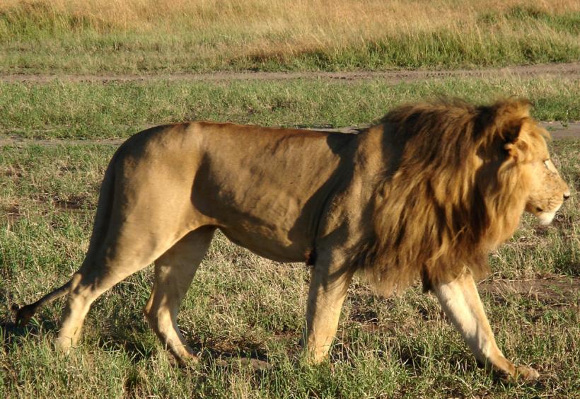 Când leii sunt vânaţi de bivoli. Păţania unui leu prea temerar (FOTO)