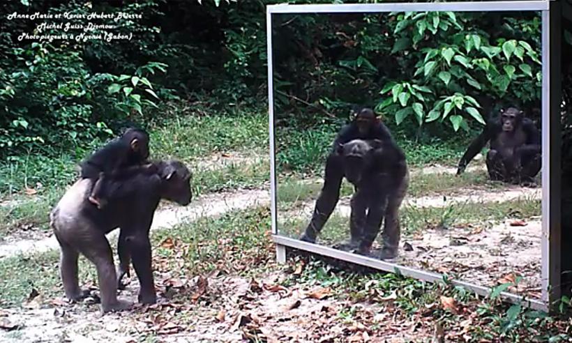 A montat o oglindă în jungla. Cum s-au comportat animalele (VIDEO)