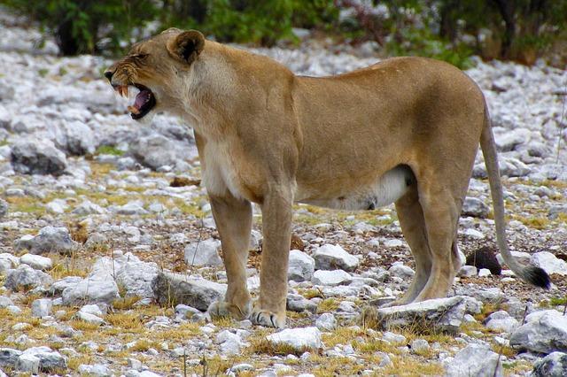  Turistă ucisă într-un parc natural din Africa de Sud, de o leoaică