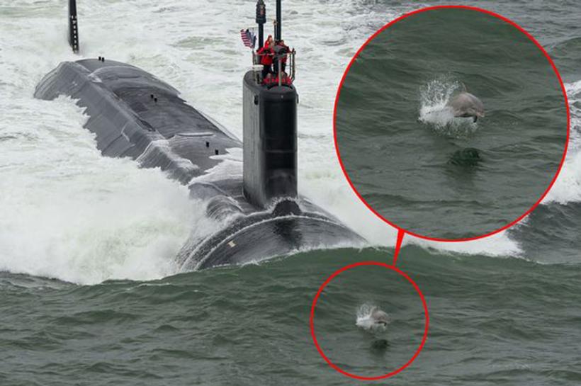 Un grup de delfini au asigurat avangarda unui submarin nuclear american (VIDEO)