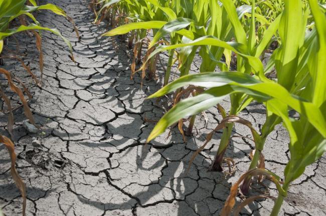 Recolta de grâu și porumb din România în pericol din cauza secetei