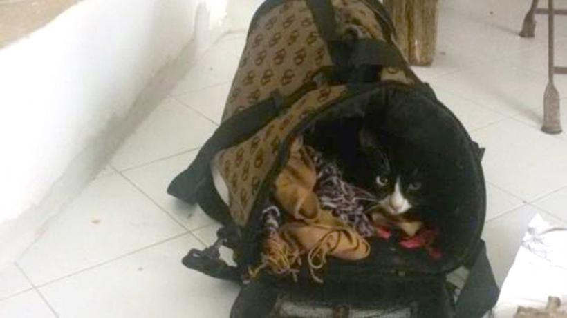 O pisică şi-a urmat stăpîna în periplul emigrării din Sudan până în Italia
