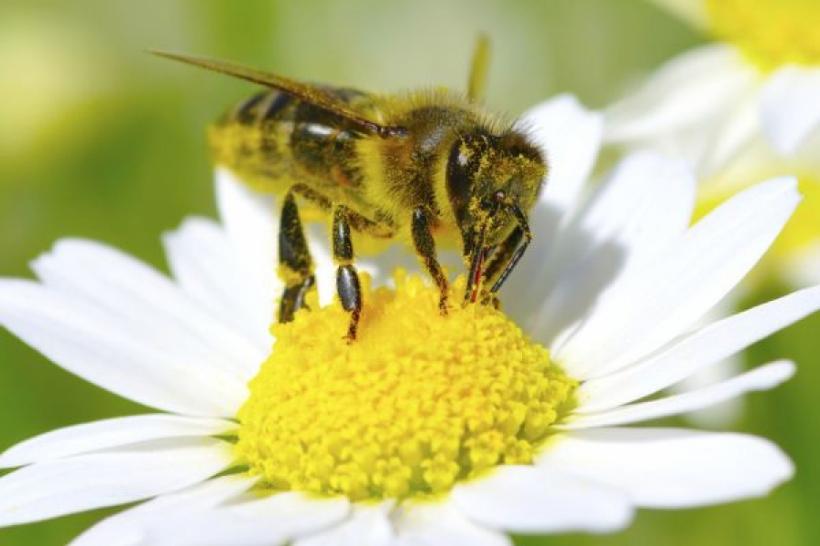 Ce trebuie să faci dacă te înțeapă o albină sau viespe