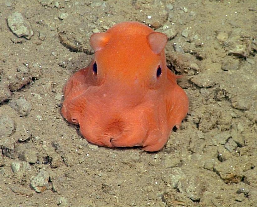 Cea mai adorabilă caracatiță va avea în sfârșit un nume (VIDEO)