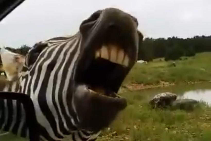 Cum &quot;cântă&quot; o zebră ca să primească mâncare (VIDEO)