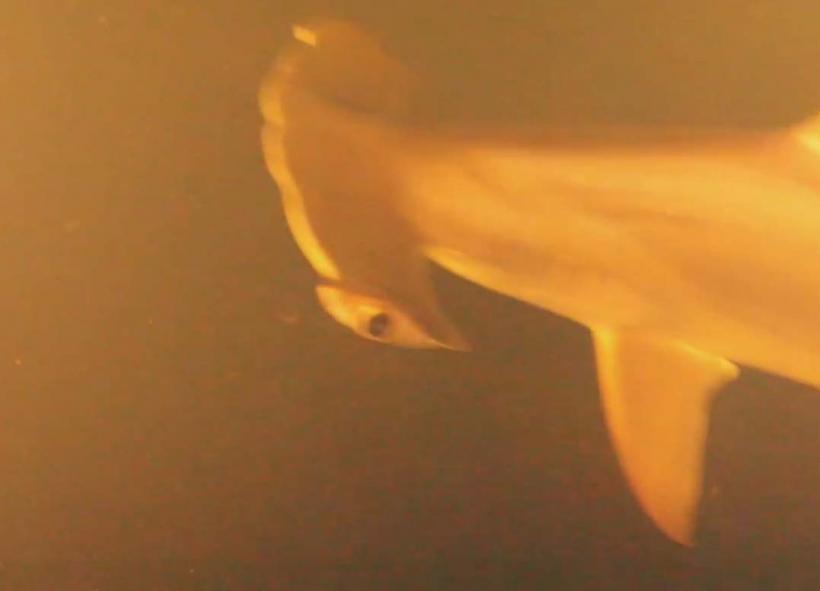 Un explorator a descoperit că rechinii pot trăi în apele fierbinţi şi acide ale unui vulcan subacvatic (VIDEO)