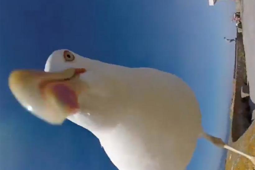 Cum a reacţionat un pescăruş în faţa unei camere foto GoPro (VIDEO)
