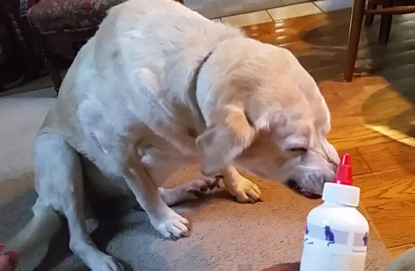 Cum reacţionează un câine când vede că trebuie să i se pună picături în urechi (VIDEO)