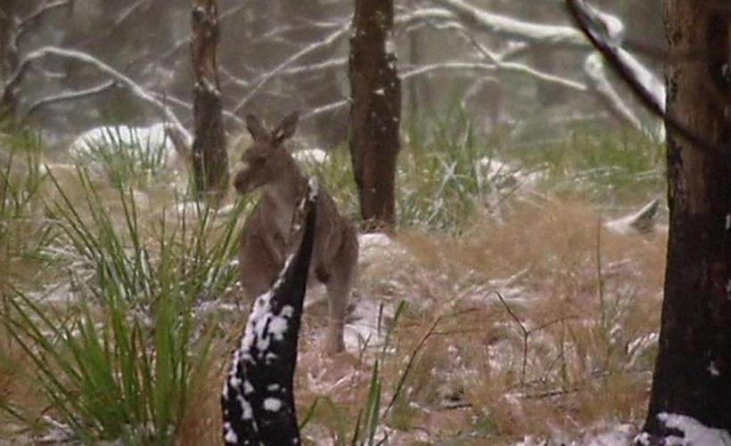 Australia se confruntă cu o iarnă deosebit de grea