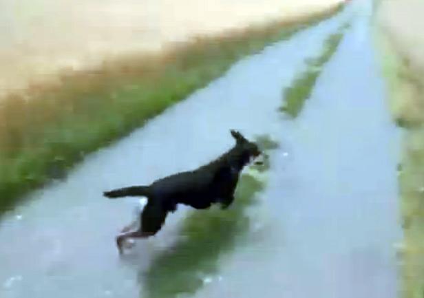 Un câine ne învaţă cum să aleargăm corect prin lanul de grâu (VIDEO)