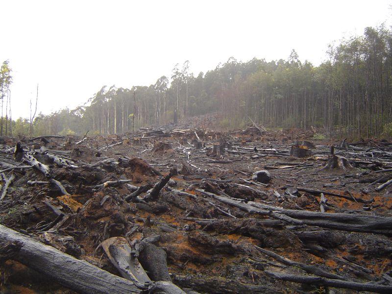 În România s-au tăiat, într-un an, 8,8 milioane de metri cubi de pădure