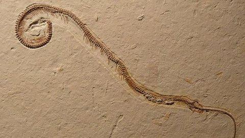 A fost descoperit primul șarpe cu patru picioare