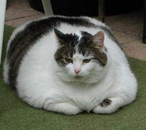 Obezitatea la pisici - și asta e o problemă!