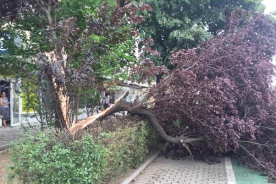 Vânt puternic în Timișoara: maşini distruse și copaci rupţi!