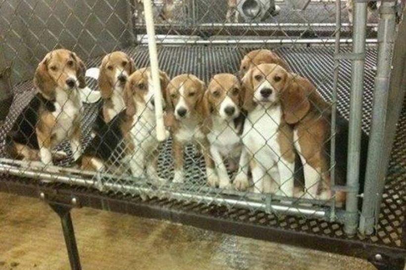 Momentul înduioşător în care 38 de câini sunt eliberaţi din laboratoarele în care au trăit (VIDEO)