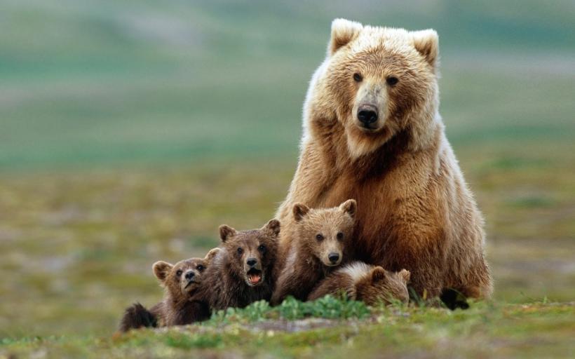 Unde s-a răcorit o ursoaică împreună cu cei cinci pui ai ei (VIDEO)