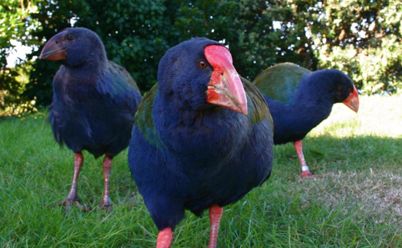 Vânători din Noua Zeelandă au ucis 20% dintr-o specie de păsări amenințate cu dispariția