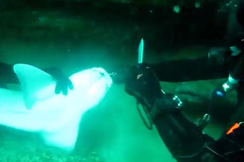 De ce un rechin a ”cerut” ajutorul unor scufundători