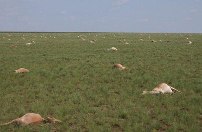 Dezastru ecologic în Kazahstan. Zeci de mii de antilope au pierit din motive necunoscute, în numai 4 zile