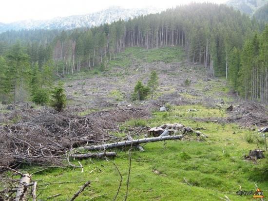 Ritmul de defrişare a pădurilor s-a redus la jumătate, la nivel mondial