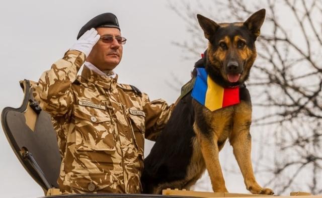 A MURIT MAX, câinele-erou al Armatei Române