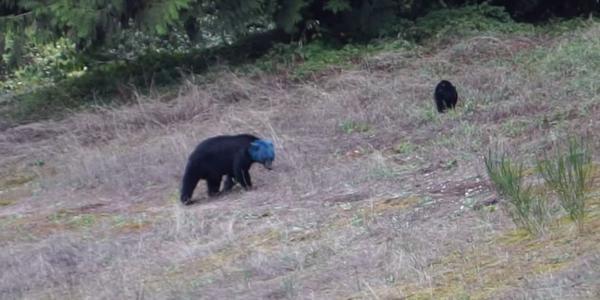De ce un urs,  din provincia canadiană British Columbia, are capul albastru - VIDEO