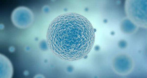 Cercetătorii britanici vor să modifice genetic... embrioni umani
