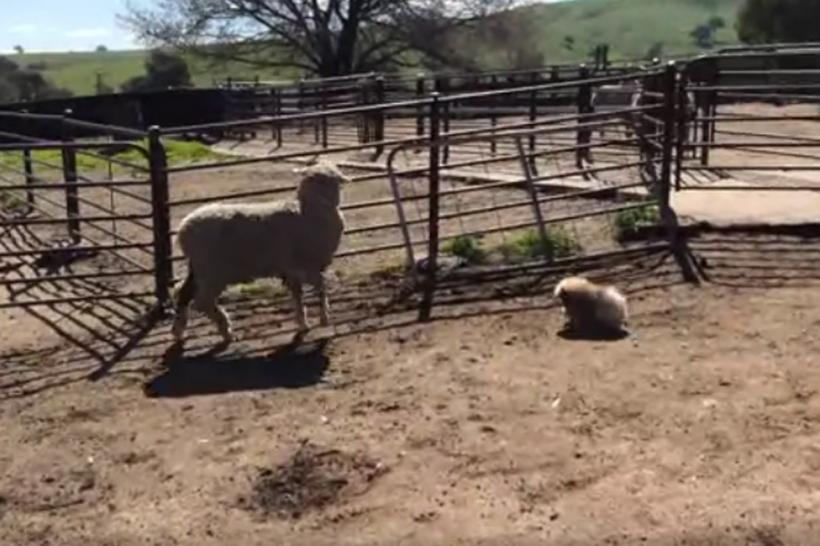 VIDEO - Talentul de păstor al unui pui de pechinez stârneşte hohote de râs