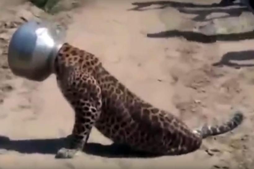 VIDEO - Un leopard rămas cu capul blocat într-un vas, eliberat după 12 ore