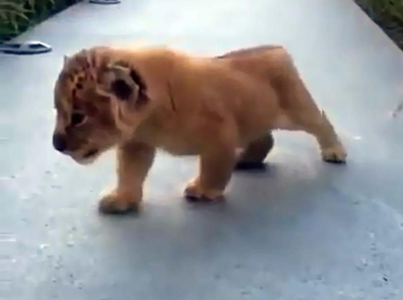 VIDEO - Un pui de leu, absolut adorabil când vociferează